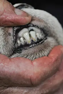 Domestic Sheep, shepherd inspecting teeth on year old ram at Herdwick sale, Cumbria, England, October