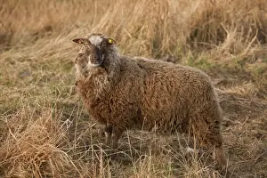 Wildlife Trust Prints: Domestic Sheep, Shetland ewe, on coastal wetland pasture