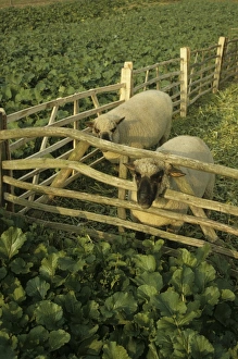 Roots Prints: Domestic Sheep, Shropshire, two adults, folded on roots, Shropshire, England, october