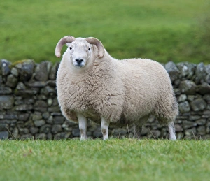 Rams Prints: Domestic Sheep, South Country Cheviot ram