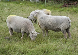 Rams Prints: Domestic Sheep, Southdown ram and ewes