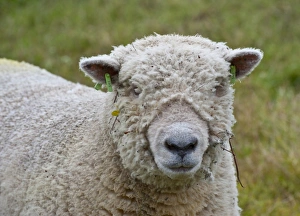 Domestic Sheep, Southdown shearling ram, close-up of head, with ear tags, Diss, Norfolk, England, august