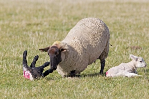 Mule Prints: Domestic Sheep, Suffolk mule ewe
