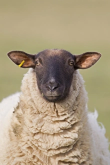 Mule Prints: Domestic Sheep, Suffolk mule, ewe
