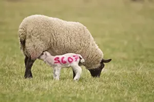 Suckles Prints: Domestic Sheep, Suffolk mule ewe with four-days old lamb suckling