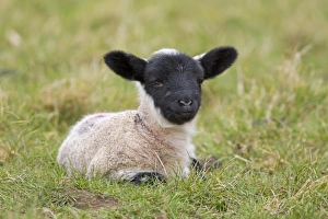 Mule Prints: Domestic Sheep, Suffolk mule lamb