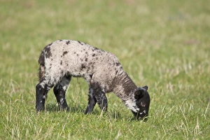 Mule Prints: Domestic Sheep, Suffolk mule, lamb, grazing in pasture, Suffolk, England, march