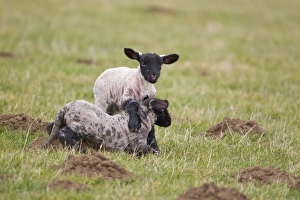 Interacting Prints: Domestic Sheep, Suffolk mule, twin lambs
