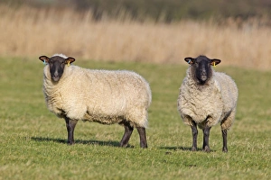 Mule Prints: Domestic Sheep, Suffolk mules, two ewes