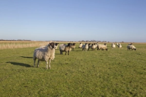 Domestic Sheep, Suffolk mules, ewes, flock standing in coastal grazing marsh habitat, Suffolk, England, january