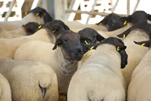Straw Prints: Domestic Sheep, Suffolk rams, flock standing inside straw yard, Bride, Isle of Man, August