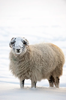 Domestic Sheep, Swaledale, adult, standing on snow in evening, Cumbria, England, winter
