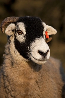 Swaledales Prints: Domestic Sheep, Swaledale, close-up of head