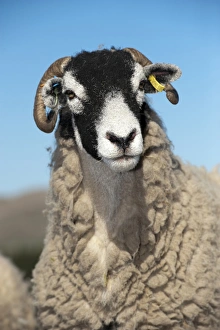 Swaledale Prints: Domestic Sheep, Swaledale ewe, close-up of head, on moorland, Cumbria, England, March