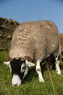 Swaledale Prints: Domestic Sheep, Swaledale ewe, grazing in upland pasture, England, september