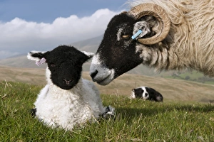 Domestic Sheep, Swaledale ewe and lamb, being watched by Border Collie sheepdog, Howgills, Cumbria, England, May