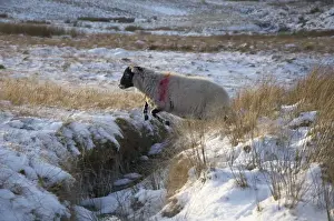 Jump Prints: Domestic Sheep, Swaledale ewe, leaping across stream in snow covered upland pasture