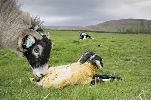 Licks Prints: Domestic Sheep, Swaledale ewe, licking newborn twin lambs in pasture