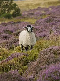 Swaledale Prints: Domestic Sheep, Swaledale ewe, standing amongst flowering heather