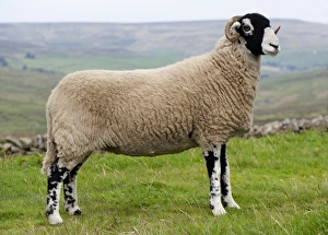 Domestic Sheep, Swaledale ewe, standing on moorland, England, september
