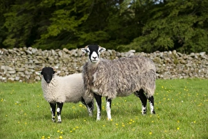 Tups Prints: Domestic Sheep, Swaledale ewe with tup lamb, standing in pasture, England, june