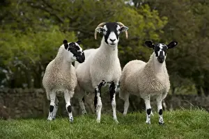 Mule Prints: Domestic Sheep, Swaledale ewe with twin mule gimmer lambs