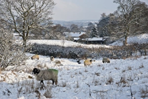 Swaledales Prints: Domestic Sheep, Swaledale ewes