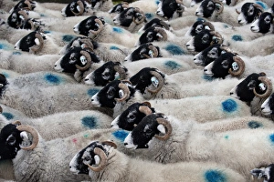 Move Prints: Domestic Sheep, Swaledale ewes, flock being moved, England, november