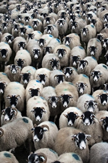 Domestic Sheep, Swaledale ewes, flock being moved, England, november