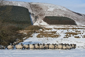 Block Prints: Domestic Sheep, Swaledale ewes
