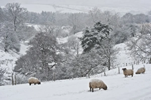 Swaledales Prints: Domestic Sheep, Swaledale ewes