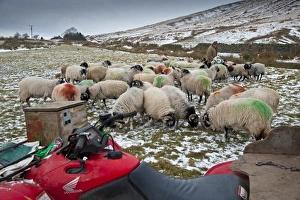 Quads Prints: Domestic Sheep, Swaledale ewes