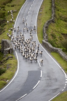 Block Prints: Domestic Sheep, Swaledale ewes