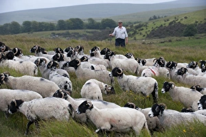 Shepherd Prints: Domestic Sheep, Swaledale ewes