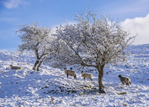 Swaledale Prints: Domestic Sheep, Swaledale ewes
