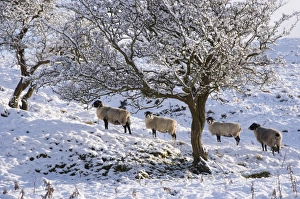 Domestic Sheep, Swaledale ewes, standing beside trees in snow, Dinkling Green, Whitewell, Clitheroe, Forest of Bowland