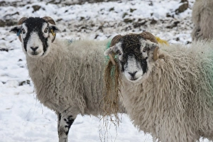 Swaledale Prints: Domestic Sheep, Swaledale ewes