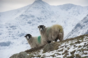Swaledale Prints: Domestic Sheep, Swaledale ewes