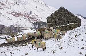 Swaledale Prints: Domestic Sheep, Swaledale ewes