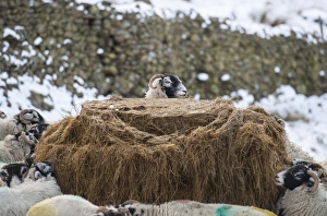 Domestic Sheep, Swaledale ewes, flock feeding on silage in snow covered pasture, Grisedale, Lake District, Cumbria