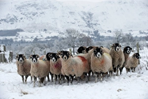 Rams Prints: Domestic Sheep, Swaledale ewes with ram