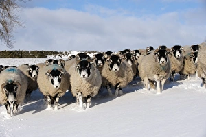 Domestic Sheep, Swaledale flock, walking in snow covered upland pasture, Cumbria, England, november