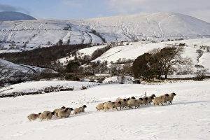 Swaledales Prints: Domestic Sheep, Swaledale flock