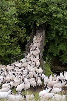 Gathered Prints: Domestic Sheep, Swaledale flock