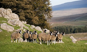 Domestic Sheep, Swaledale flock, standing on limestone pasture, North Yorkshire, England, october