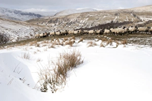 Domestic Sheep, Swaledale flock, feeding on hay in upland pasture, where shepherd has gathered them into safe place