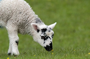 Wensleydale Prints: Domestic Sheep, Swaledale lamb