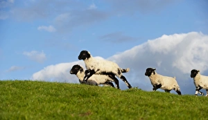 Running Prints: Domestic Sheep, Swaledale, lambs, running and playing in evening sunshine, England, may