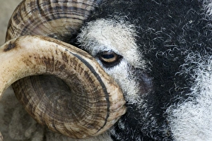 Swaledale Prints: Domestic Sheep, Swaledale ram, close-up of face and horn, Cumbria, England, May