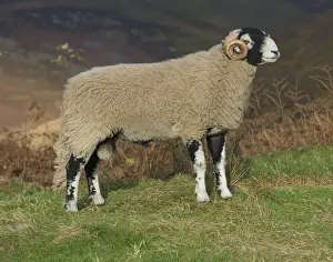 Swaledale Prints: Domestic Sheep, Swaledale ram, standing on hill pasture